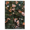 Hot Fine Little Day Rose poster 70x100 cm