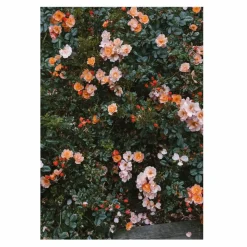 Hot Fine Little Day Rose poster 70x100 cm