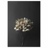 Paper Collective Still Life 04 Hydrangea poster 50x70 cm