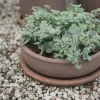 DBKD Terra bowl kruka Brown Ø30x10 5 cm